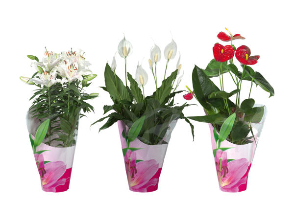 Plantes à fleurs dans un emballage cadeau