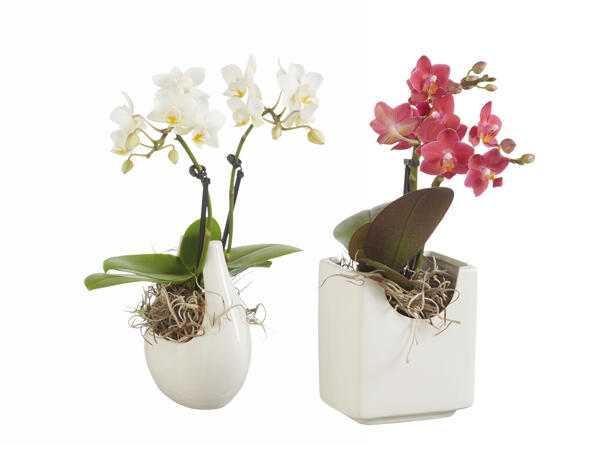 Mini Orchidee in Designkeramik