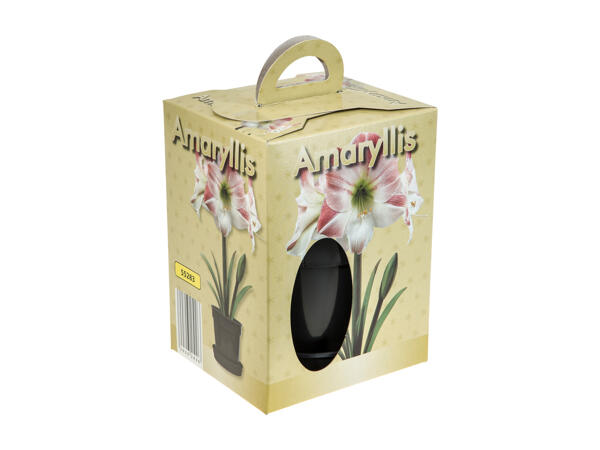 Amaryllis in pot