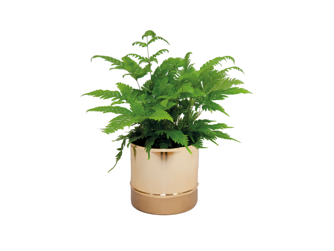 Houseplant in Copper Pot1