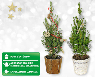 Petits arbres de Noël avec décorations