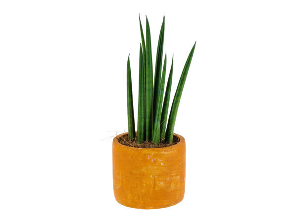 Easy Care Plant (Ceramic Pot)