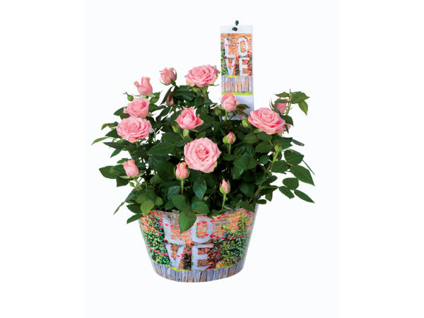 Roses in "Love" decorative pot