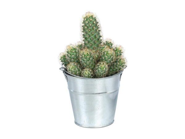 Cactus or Succulent
