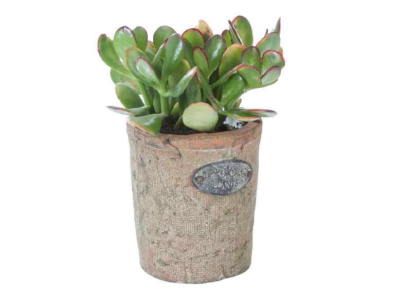 Succulents in Rustic Pot