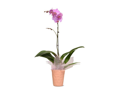 5" Easy Orchid