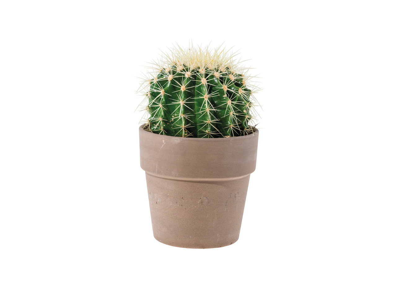 Cacti in Ceramic Pot1