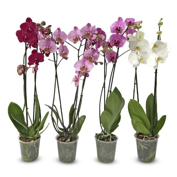 Phalaenopsis Premium
