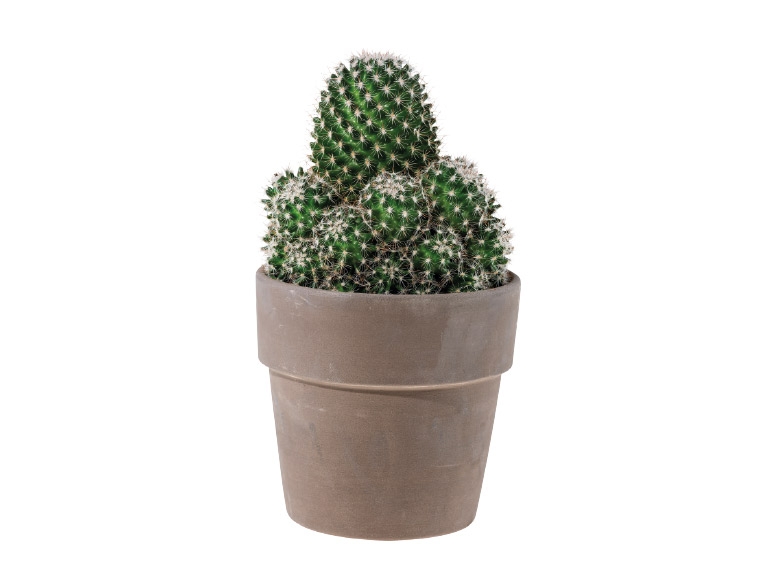 Cacti in Ceramic