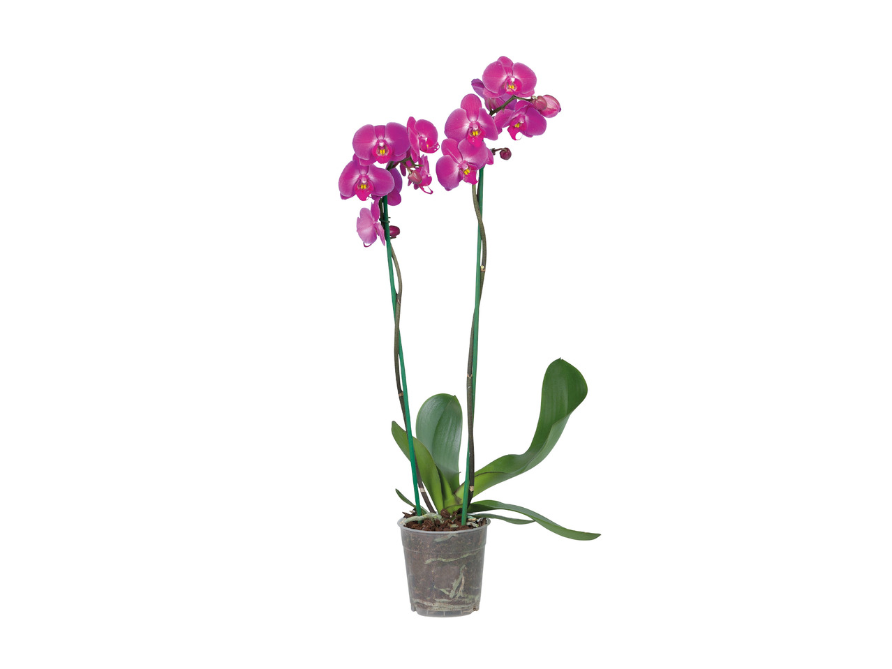 Twin Stem Orchid1
