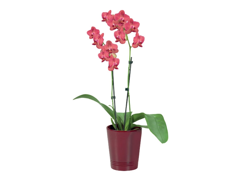 Twin Stem Orchid in Ceramic - Available from 9th February