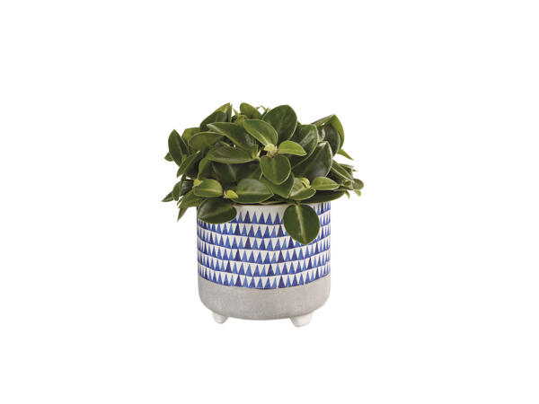 Green Plant in Blue Ceramic