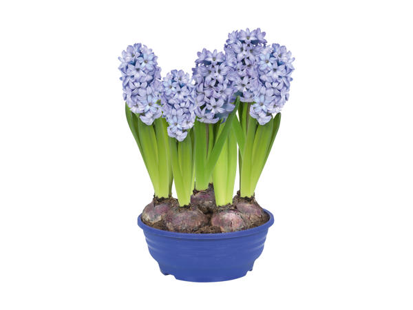 Hyacinter i farvet skål