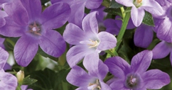 Campanule "iris"