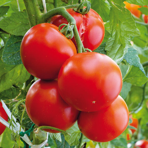Resistente Tomaten
