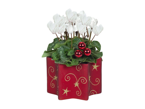 Flowering Plants in Christmas Ceramics