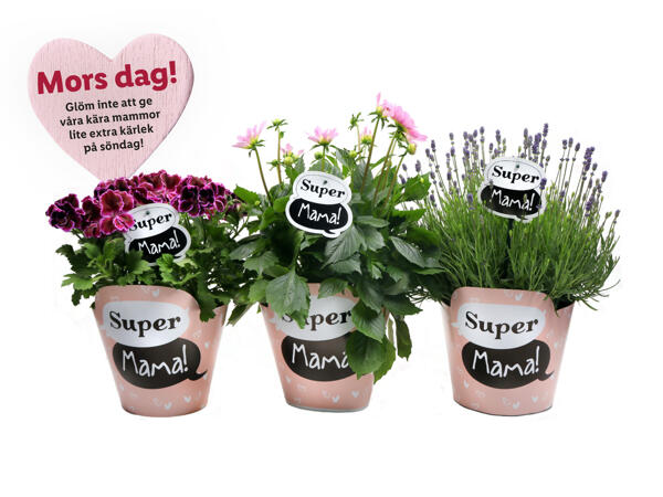 Blommande växter "Super Mama"