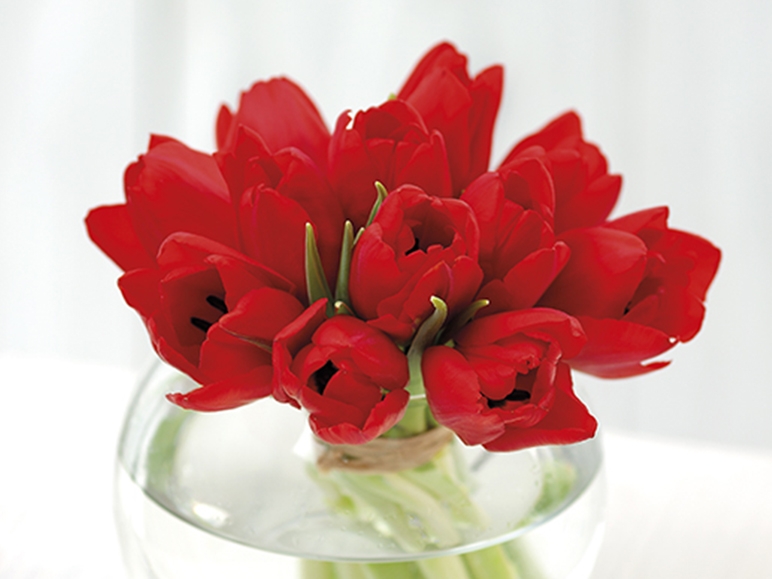 Dozen Red Tulips