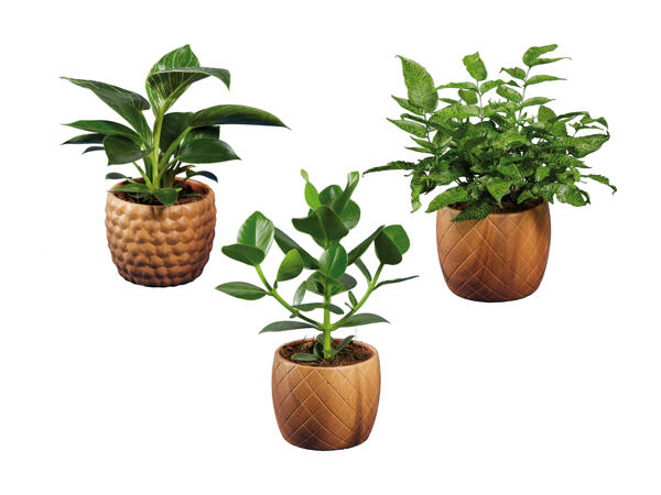 Plantes vertes dans un pot en bois et céramiquet