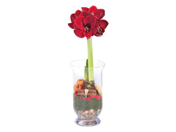 Amaryllis in Glass Vase