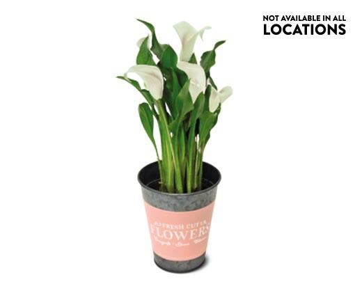 Calla Lily in Can Assorted Colors