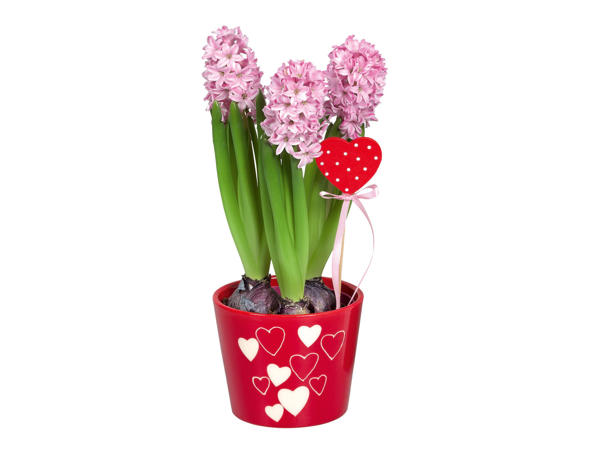 Valentine Hyacinth