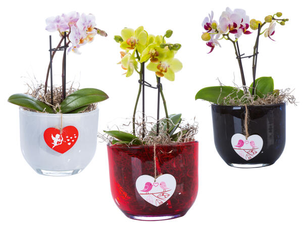 Mini Orchidee mit Deko im Glastopf