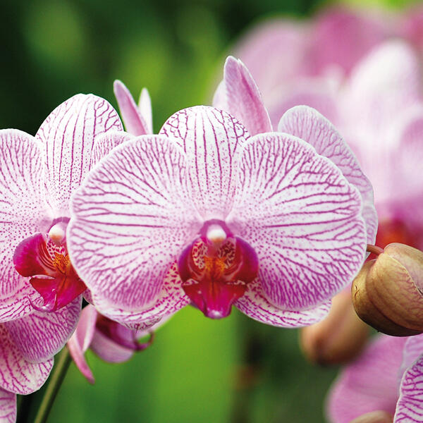 Orchidee "Phalaenopsis"