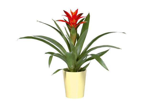 Orchid or Bromelia