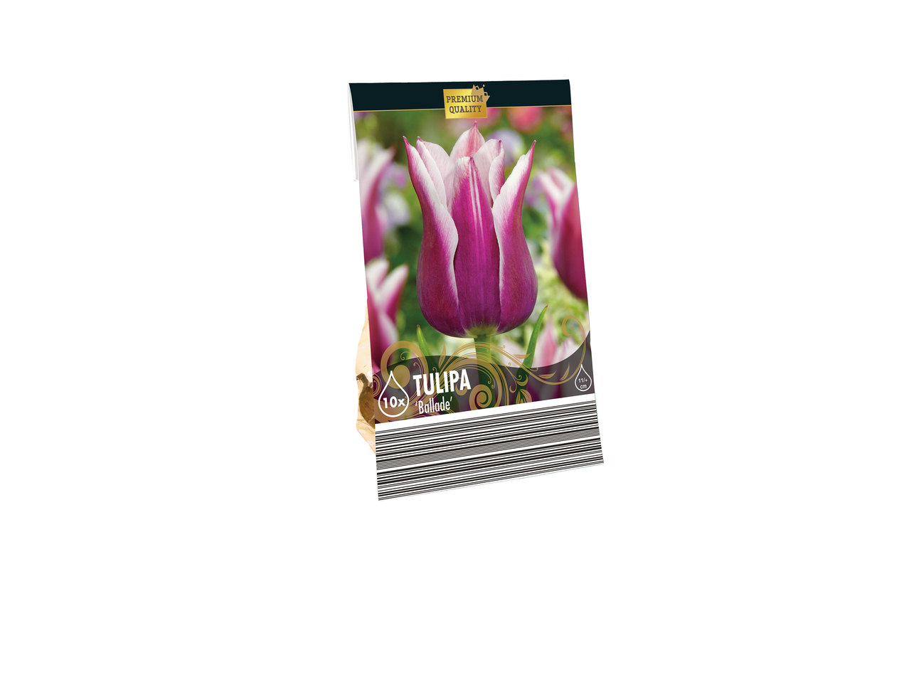 Daffodil Bulbs1