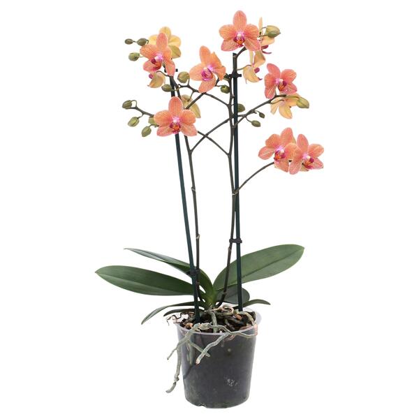 GARDENLINE Orchidee