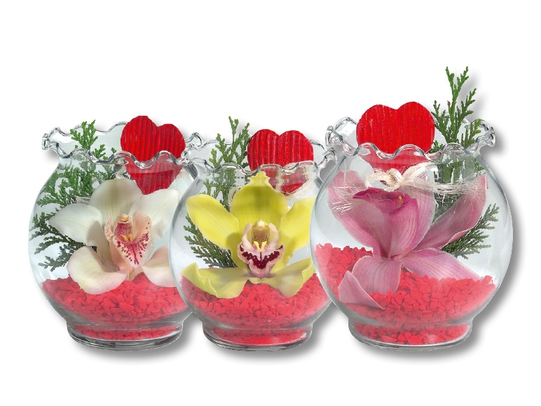 Orchidée dans un pot en verre à bords ondulés