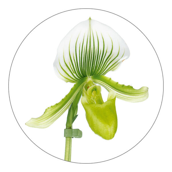 Exklusive Orchideen-Besonderheit
