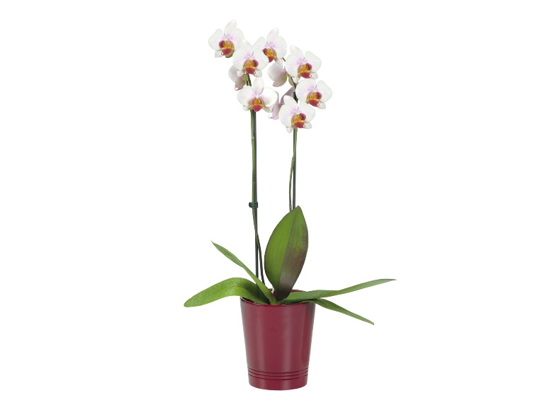 Twin Stem Orchid in Ceramic Pot