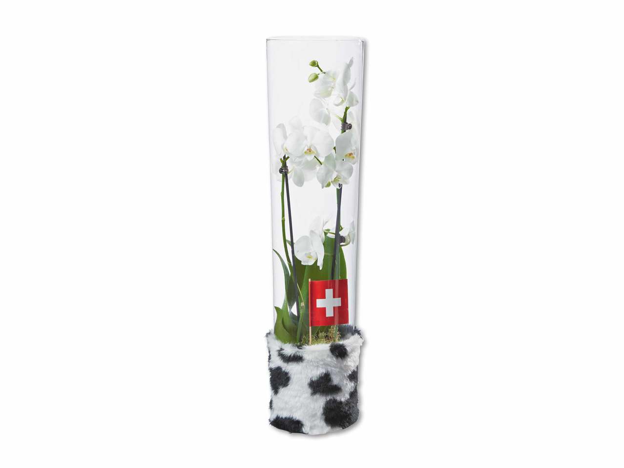 Phalaenopsis im Glas im KuhFell-Look