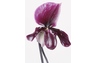 Orchidée paphiopedilum