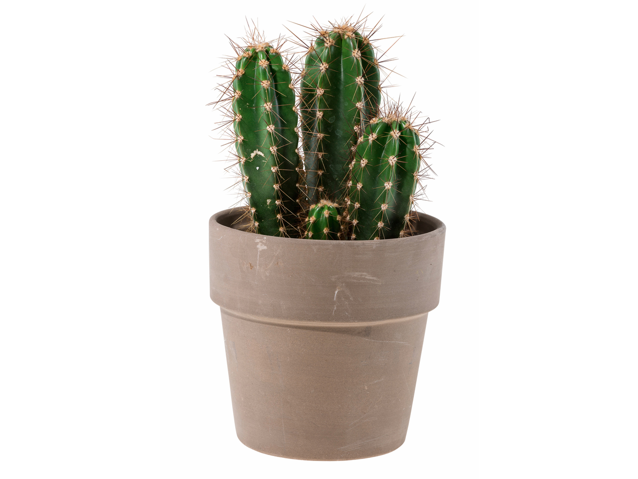 Kaktus im Keramiktopf