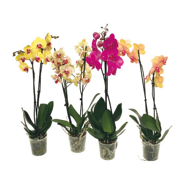 Gardenline(R) 				Orquídea