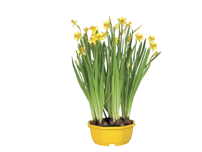Potted Daffodil Bulbs