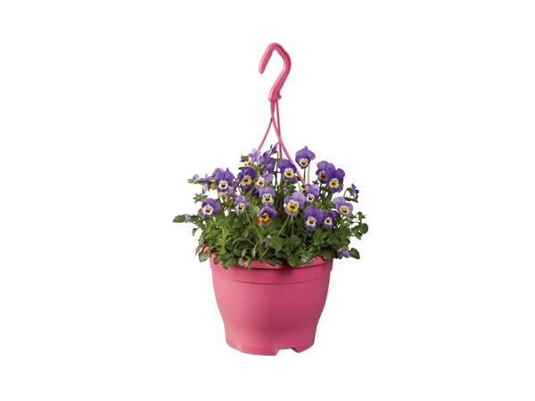 Flowering Plastic Hanging Baskets