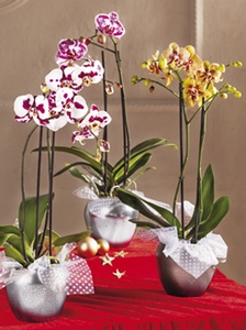 Phalaenopsis Taiwan