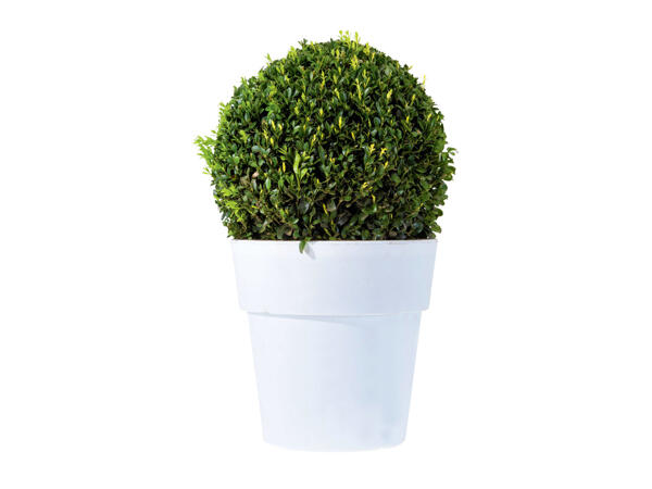 LARGE BUXUS BALL IN DECORATIVE POT