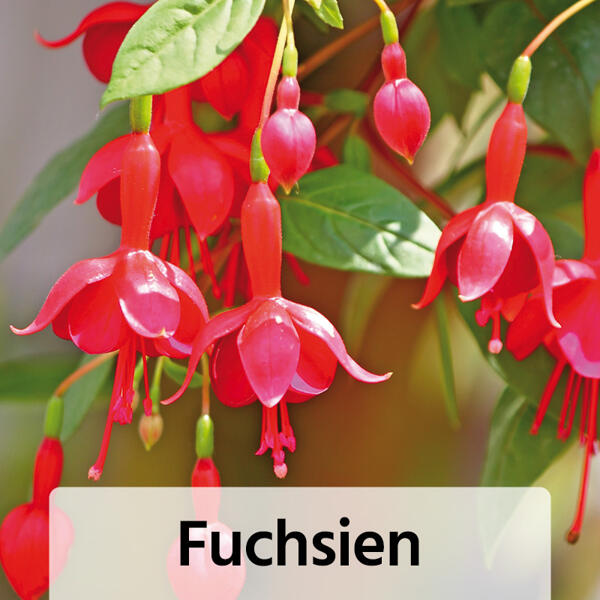Fuchsien / Geranien