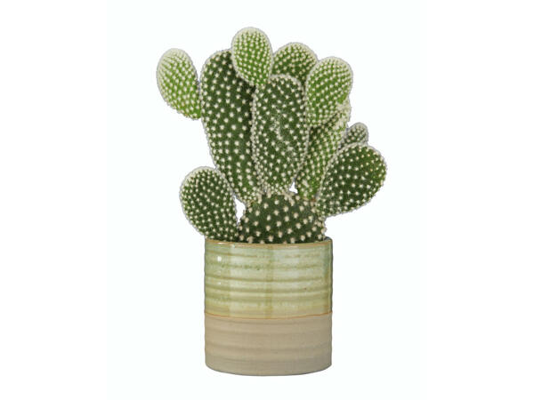 Cactus " Opuntia " dans un pot en céramique