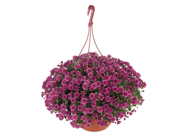 Chrysanthemum in Hanging Basket
