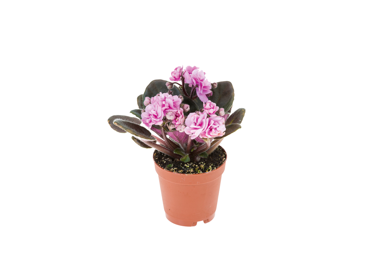 Mini plante decorative