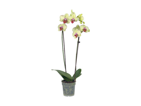 Phalaenopsis 2-Stieler