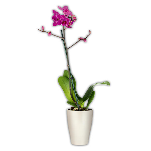Midi-Phalaenopsis