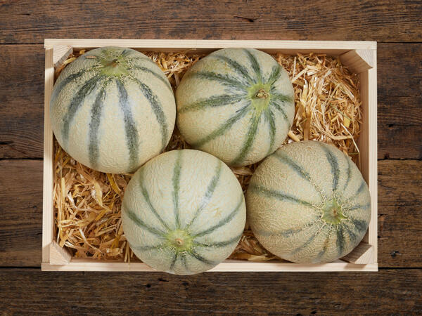 Melone di Cantalupo bio