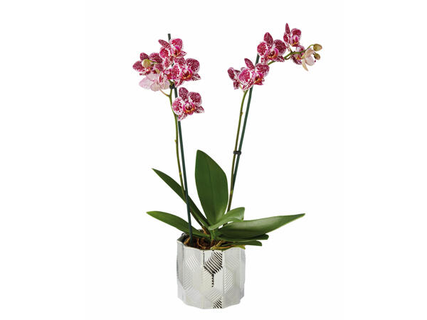 Phalaenopsis em vaso prateado